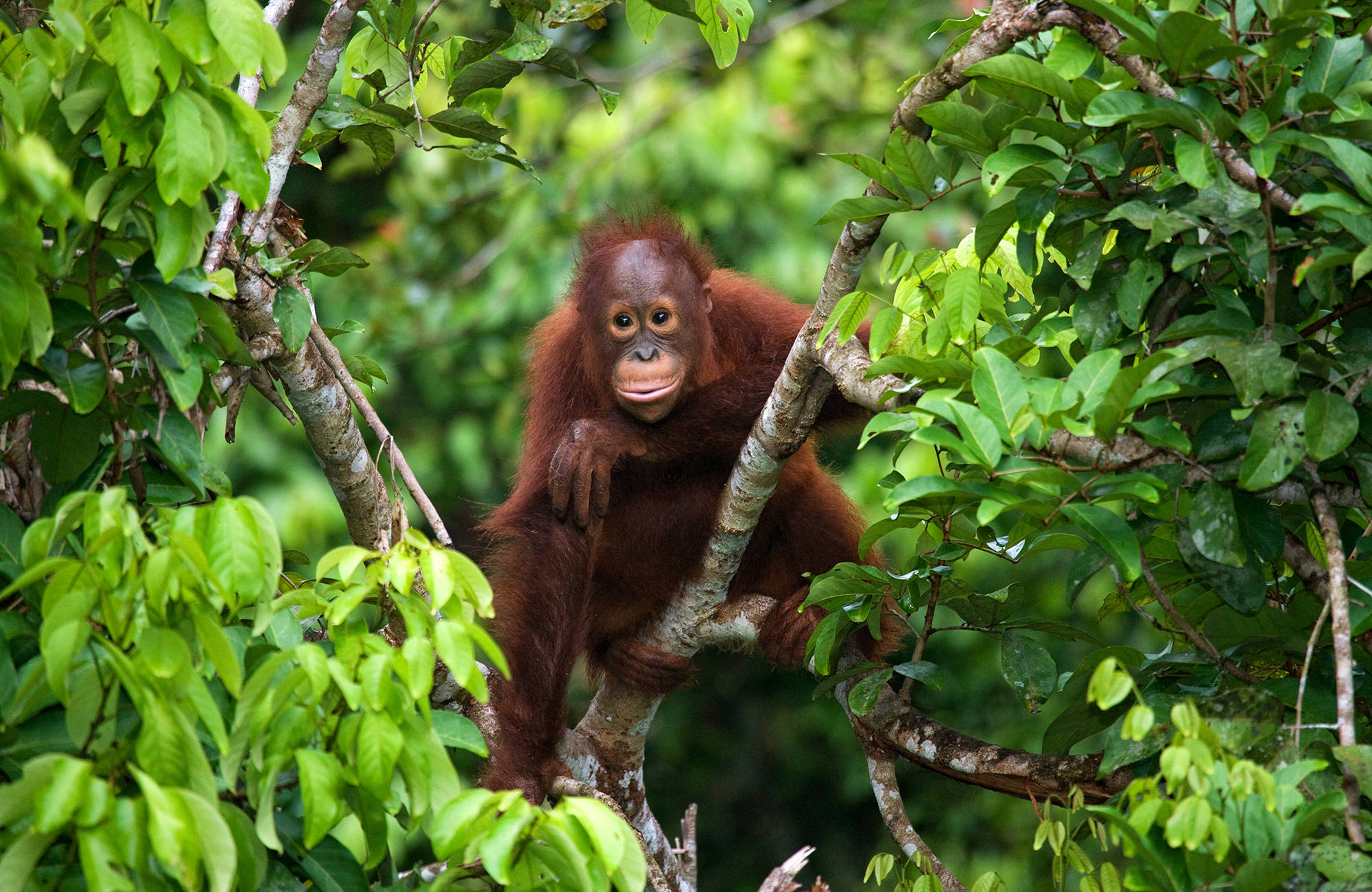 Orang-oetan in de jungle van Borneo | Beste reistijd augustus | Beste bestemmingen augustus | Reiskalender | KILROY