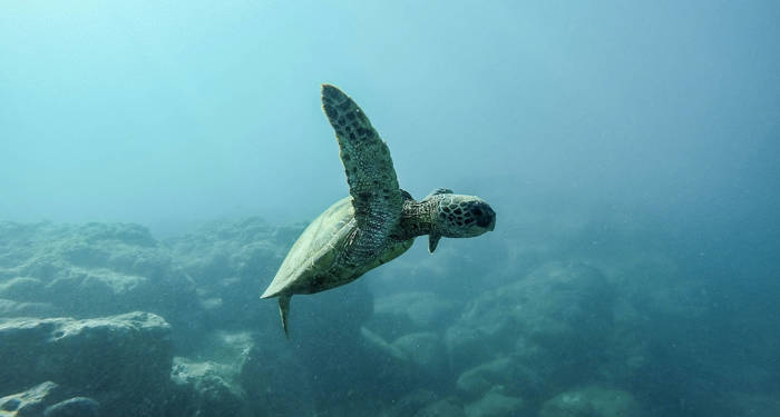 Zeeschildpad in de zee bij Hawaii | KILROY