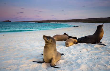 Zeeleeuwen op het strand van de Galapagoseilanden | Beste reistijd december | Beste bestemmingen december | Reiskalender | KILROY