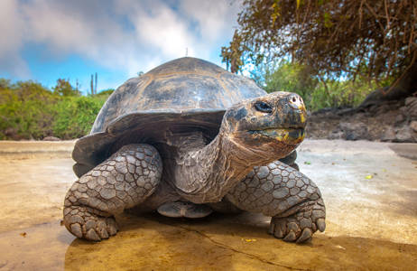 Reuzenschildpad op de Galapagoseilanden | Beste reistijd december | Beste bestemmingen december | Reiskalender | KILROY