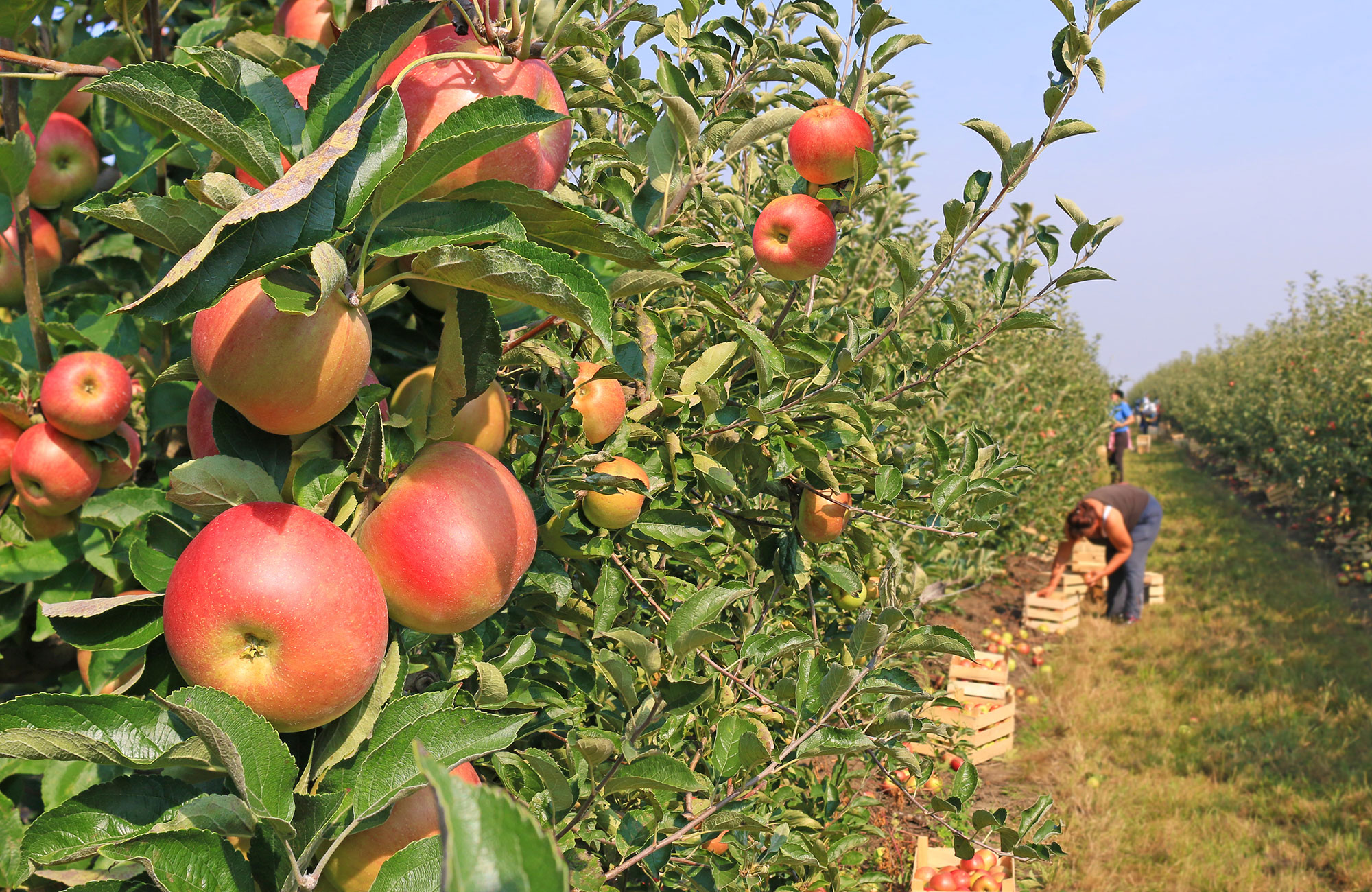 Appels plukken in Australië | Working Holiday | KILROY