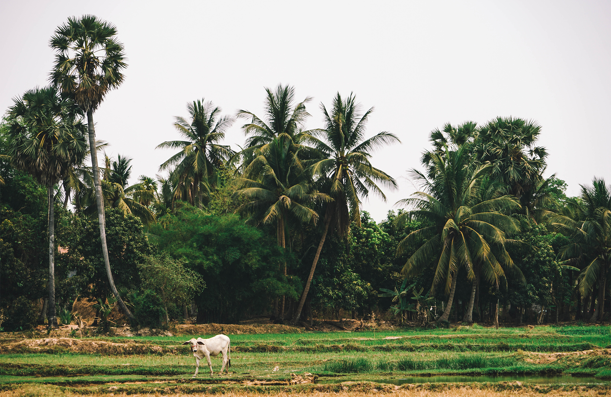 Groen landschap met witte koe in de Siem Reap regio | Rondreis Cambodja | KILROY