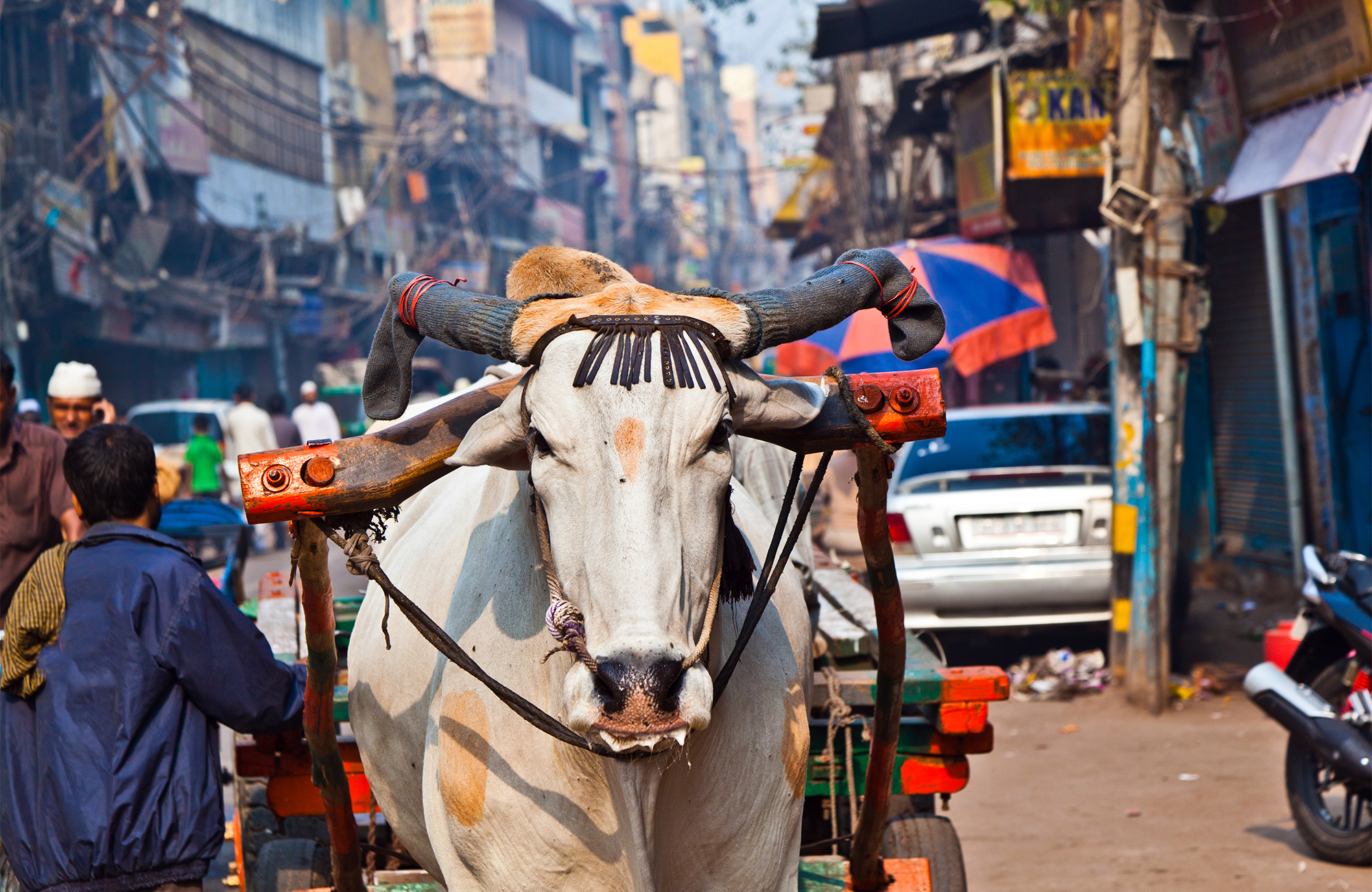 delhi-old-delhi-india-cow-street-cover