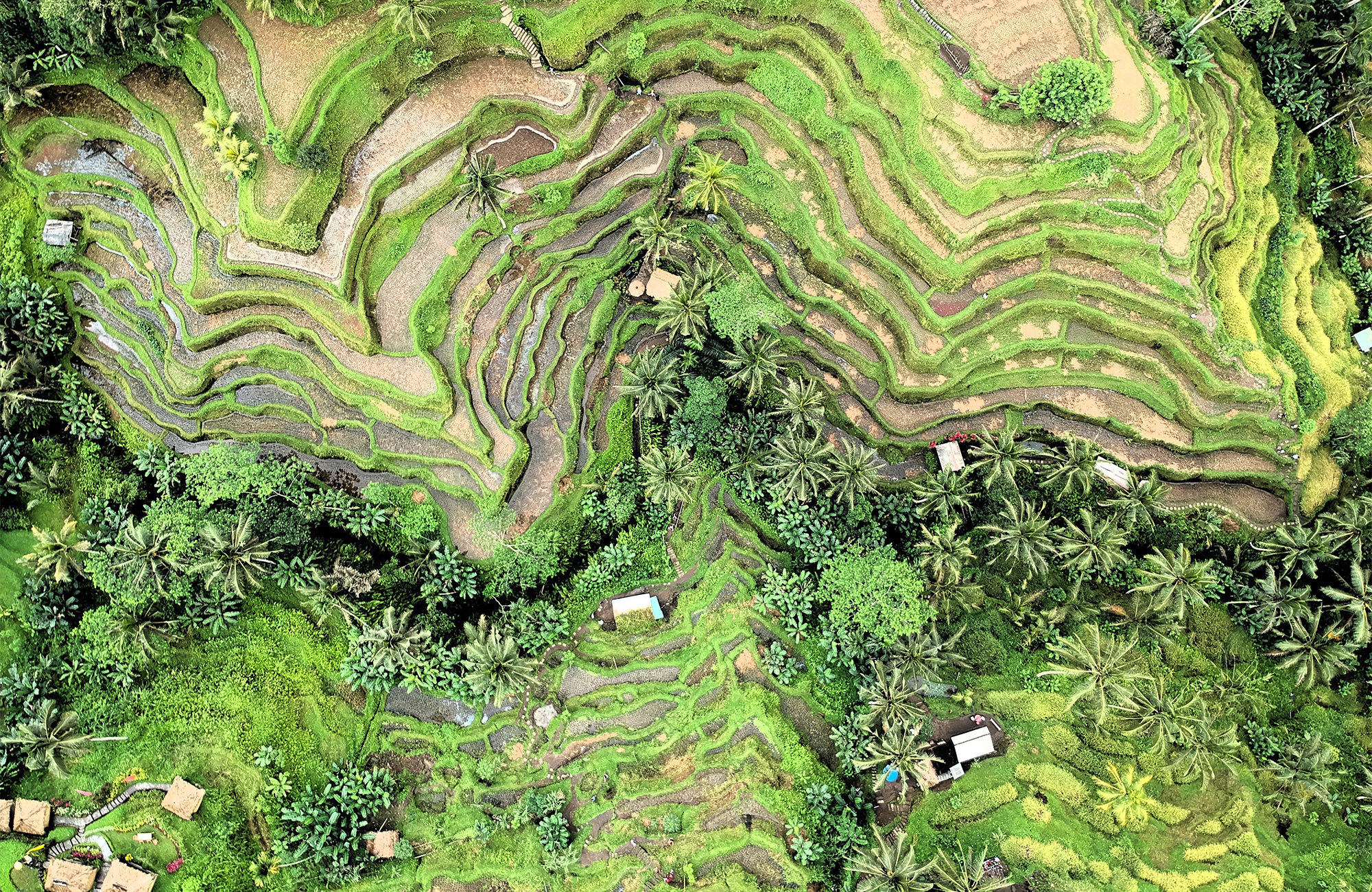 Rijstvelden | Reizen naar Bali