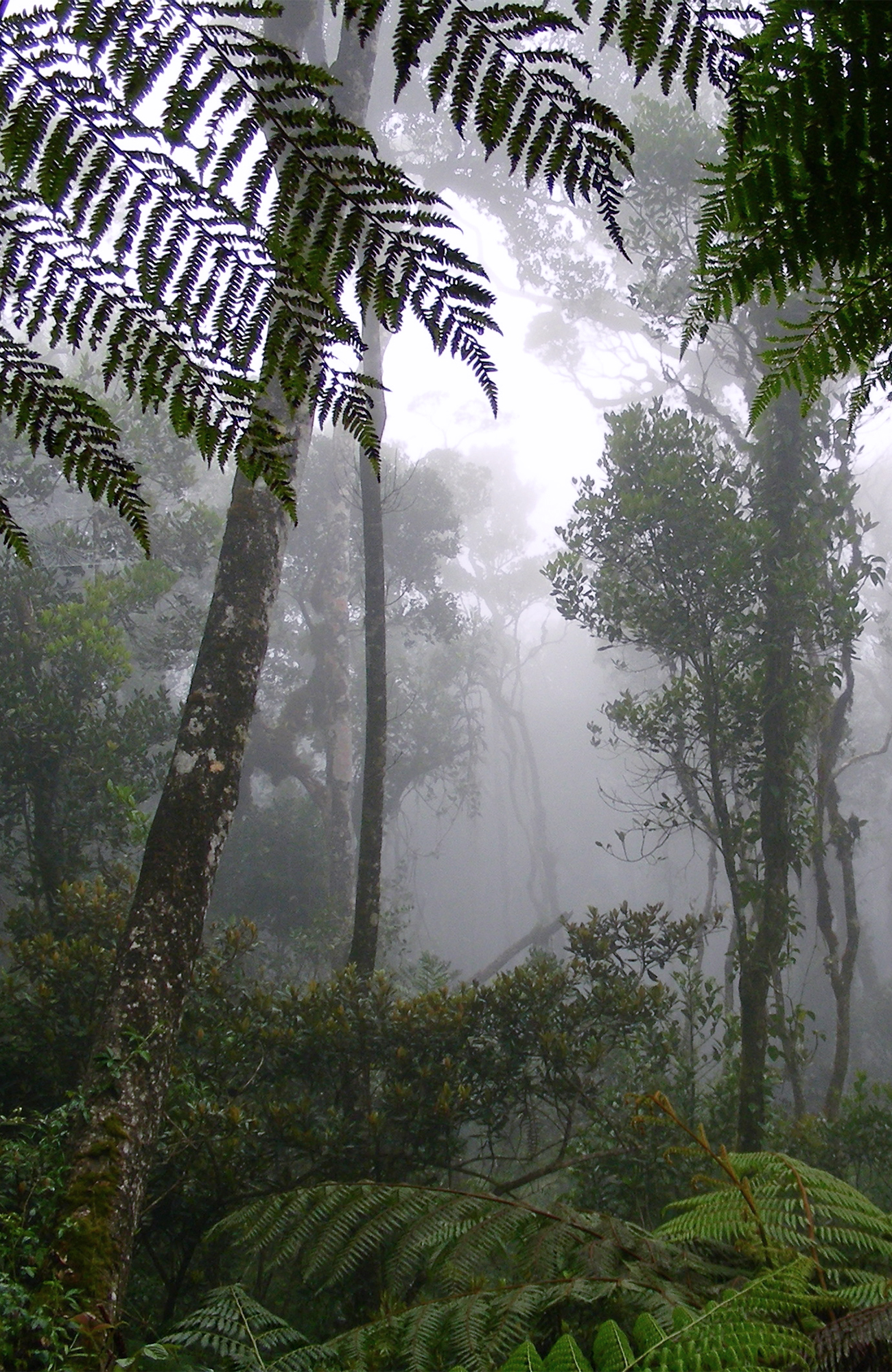 borneo-rainforest-sidebar