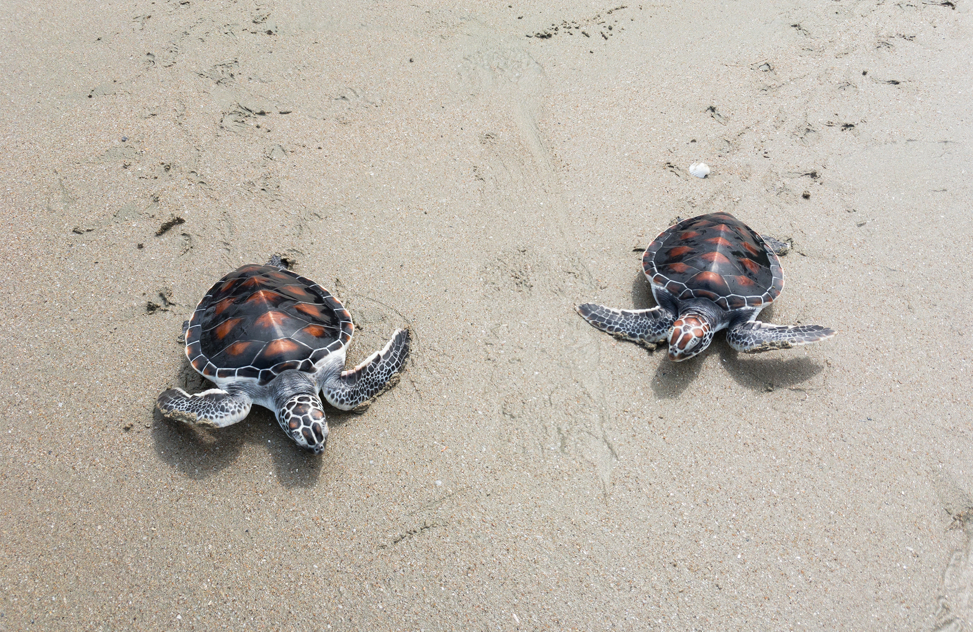 borneo-turtles-beach-cover