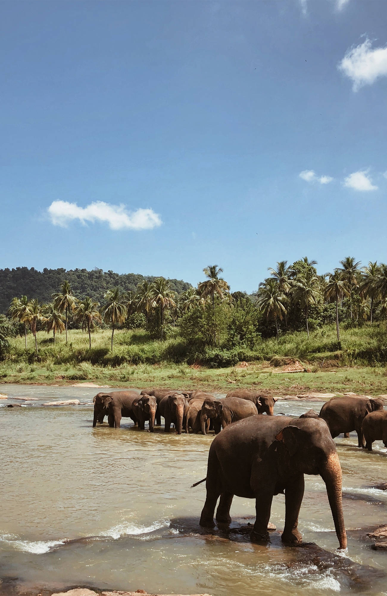 frie elefanter på sri lanka