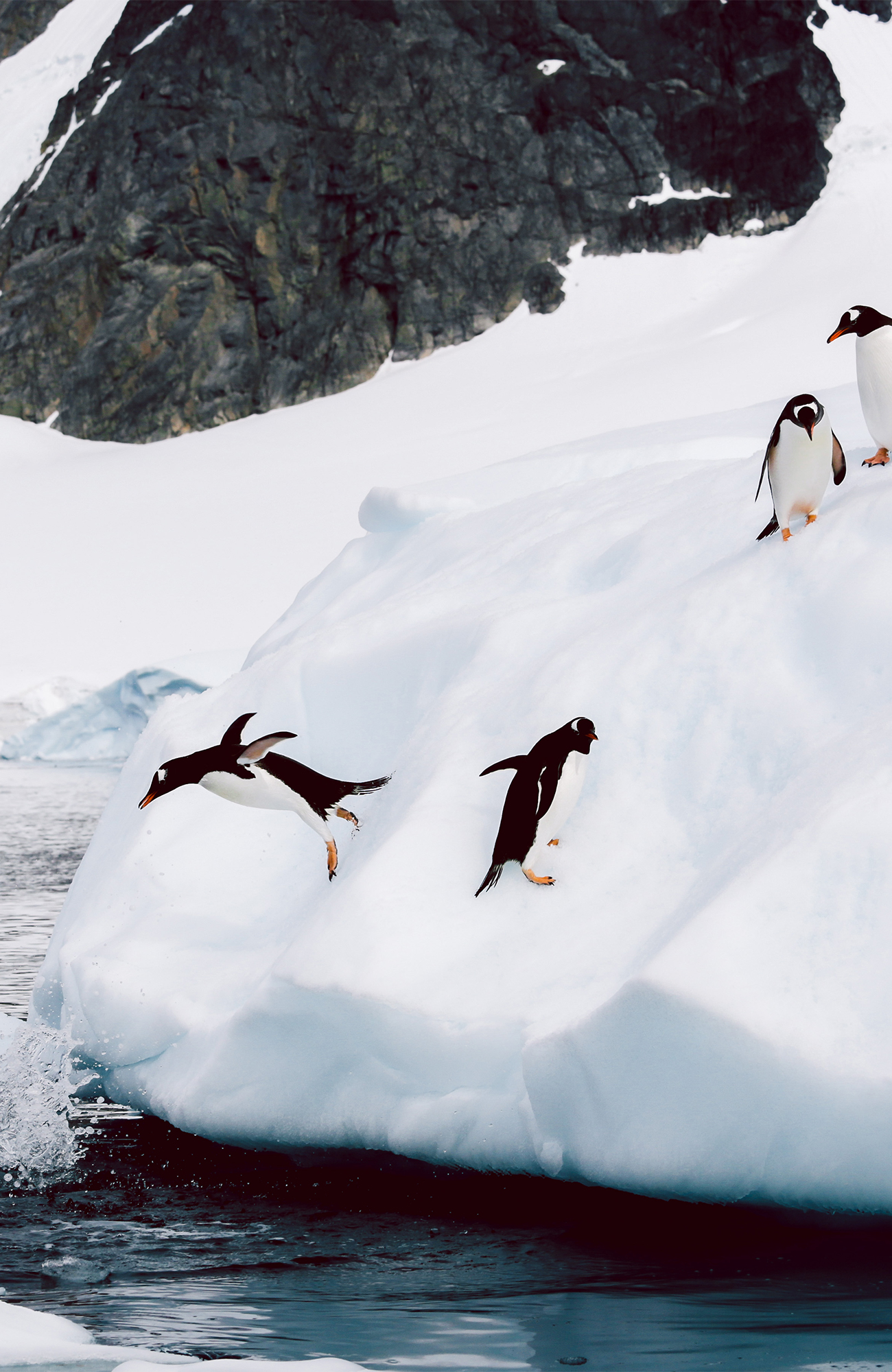 antarctica-penquins-jumping-sidebar