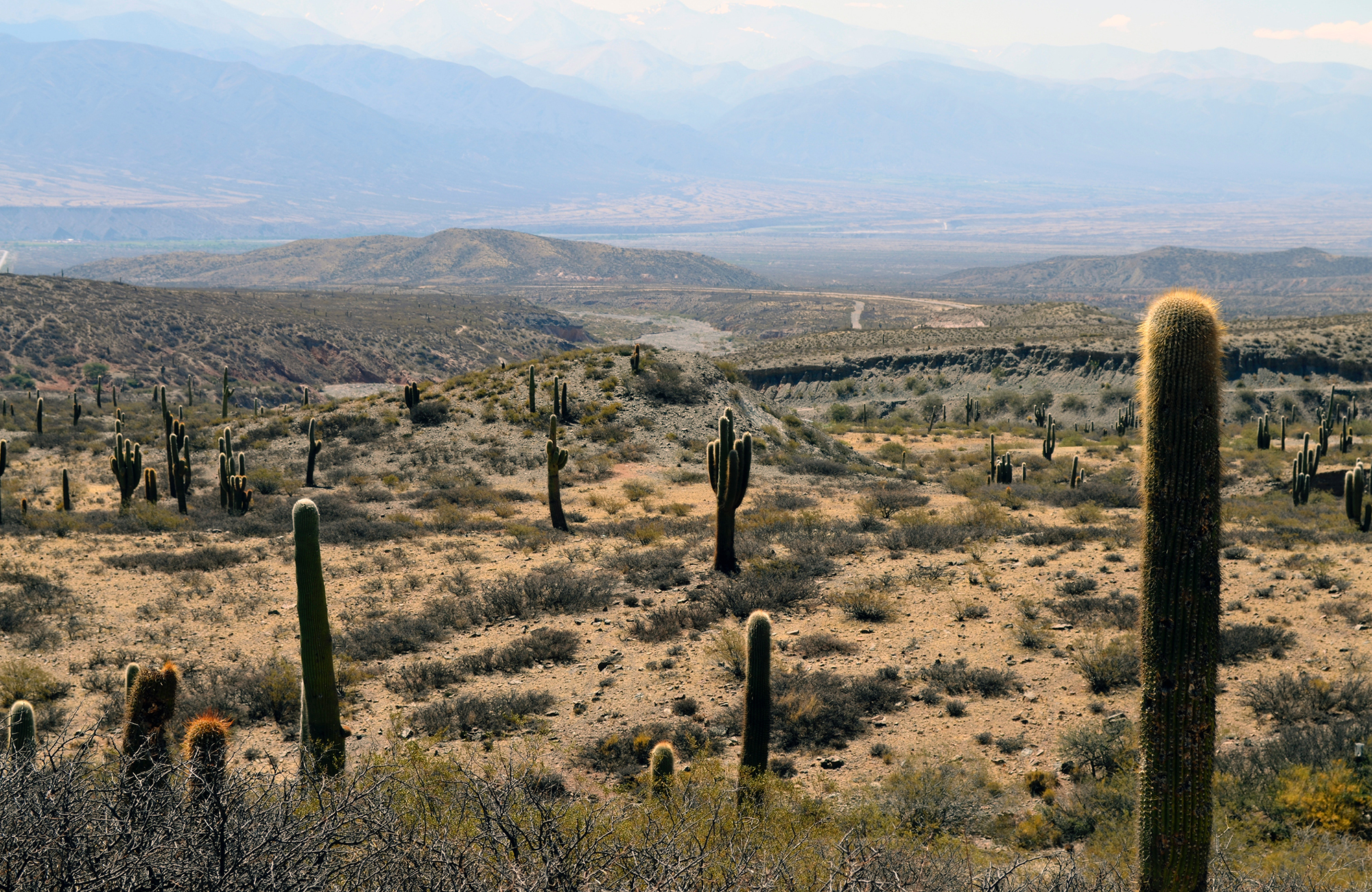 salta-argentina-cacti-field-cover
