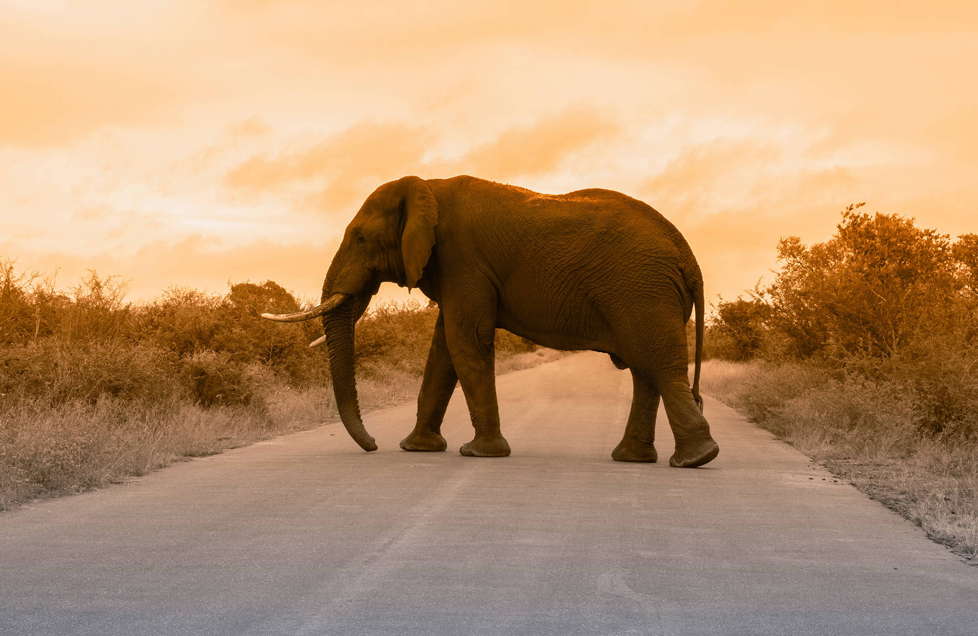 kruger-national-park-elephant-crossing-road-cover