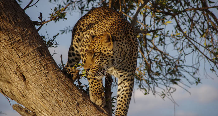 Ontdek Kenia op jouw Wildlife wereldreis