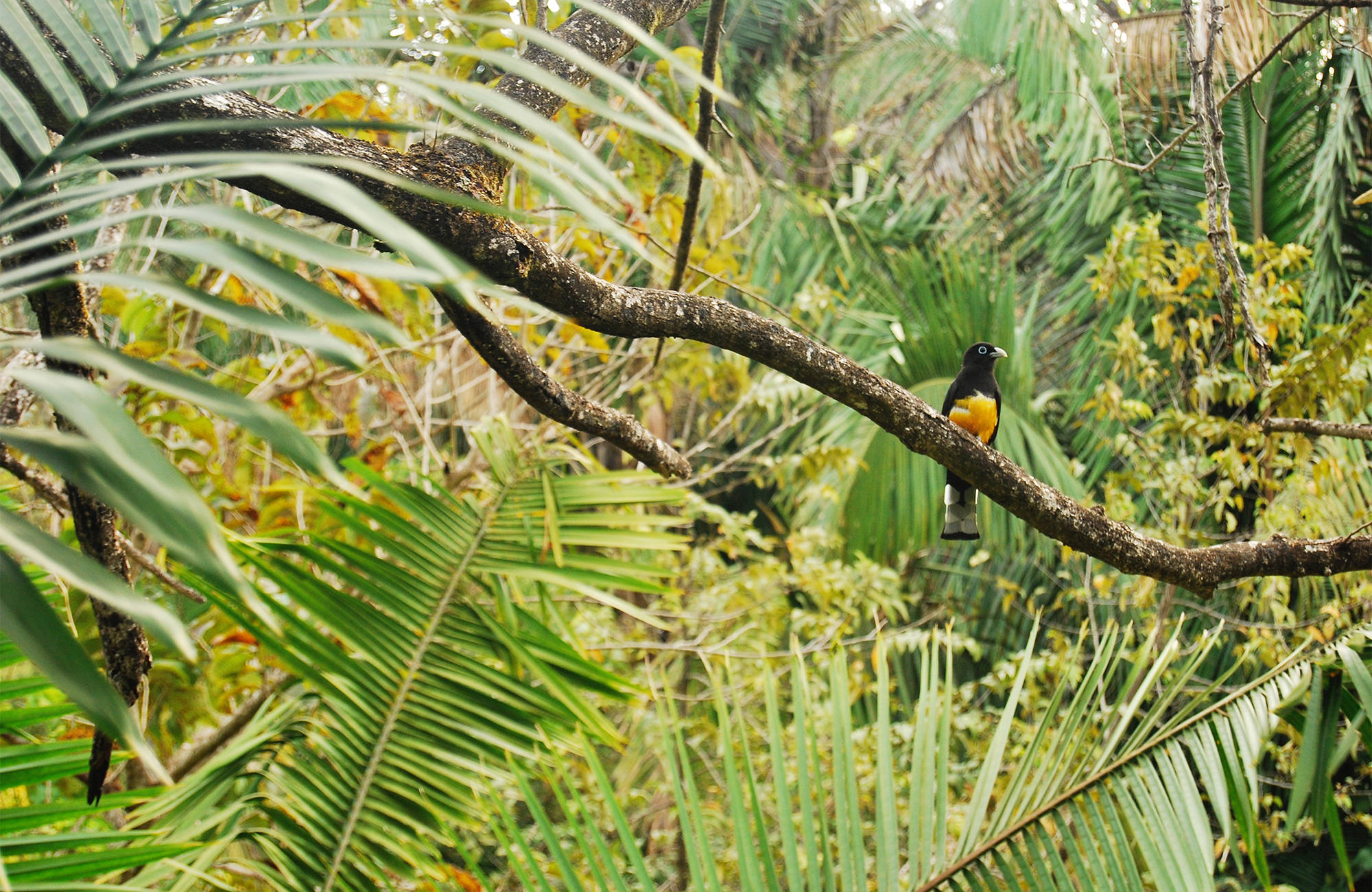 Tropische vogel in het regenwoud van Costa Rica | Beste reistijd januari | Beste bestemmingen januari | Reiskalender | KILROY