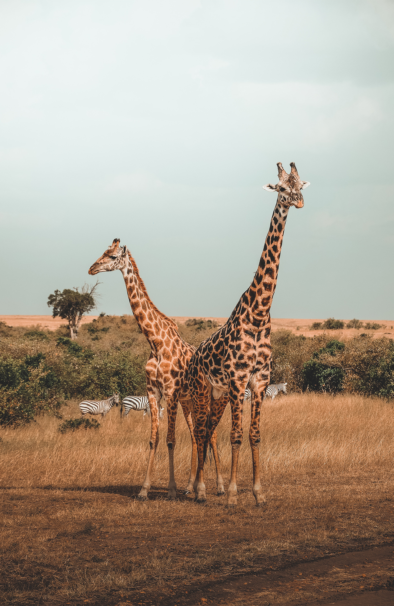 Giraffen in Kenia | Rondreizen Kenia | KILROY
