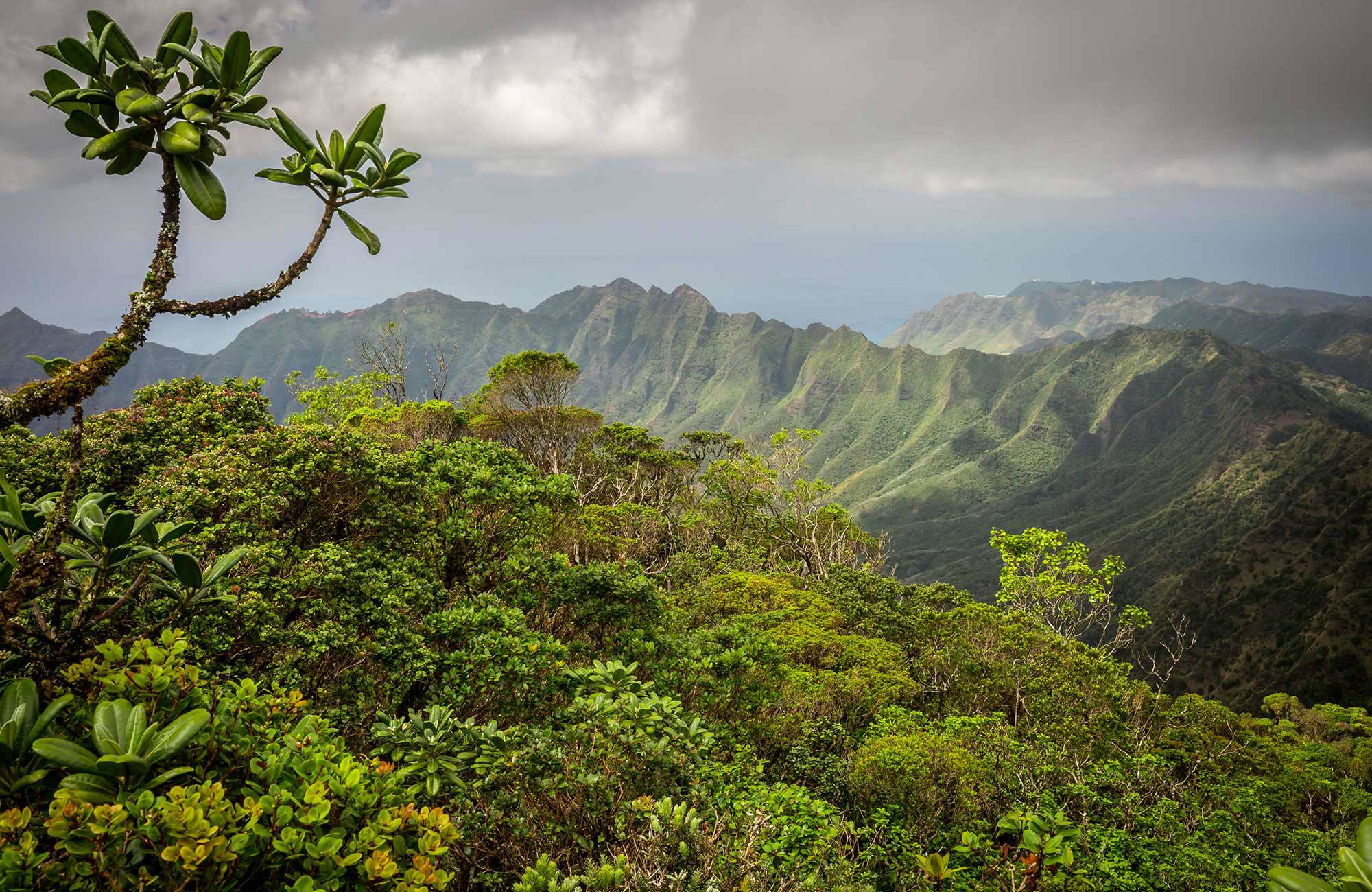 Uitzicht over de groene bergen van Hawaii | KILROY