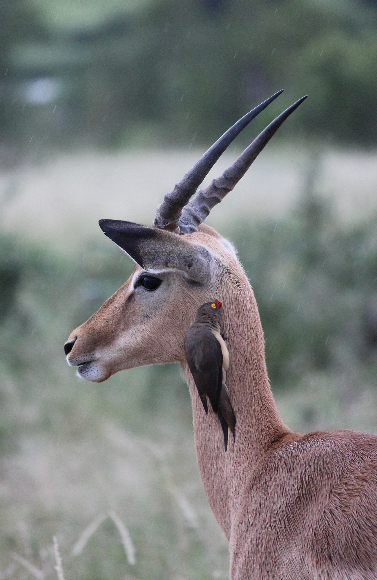 Antilope met vogel in de nek | Safari in het Krugerpark | KILROY