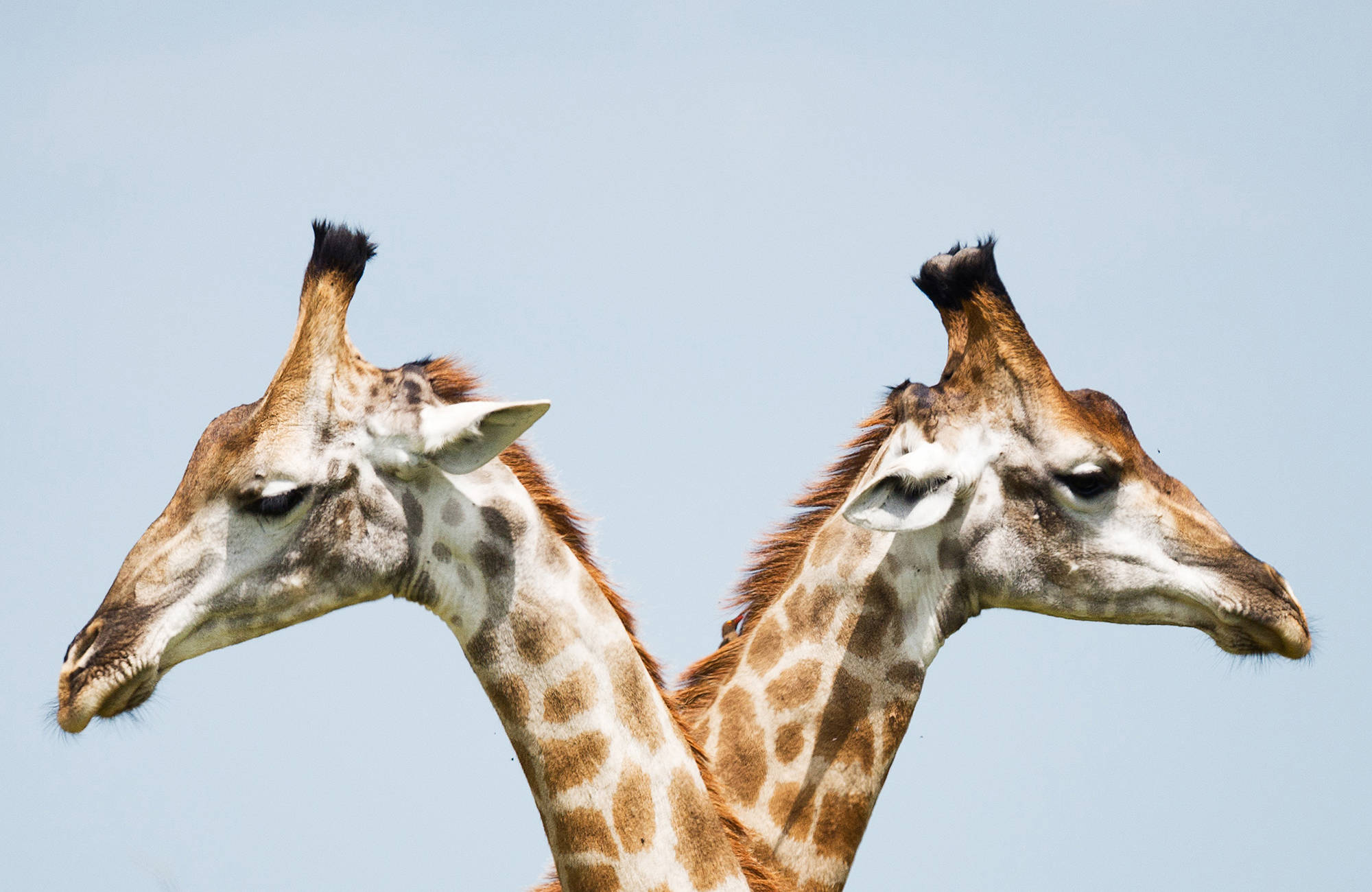 kruger-national-park-two-giraffes-cover