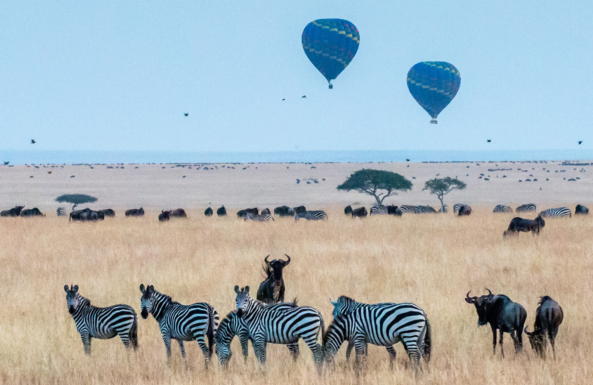 Zebra's en buffels in Tanzania | Rondreis Tanzania | KILROY