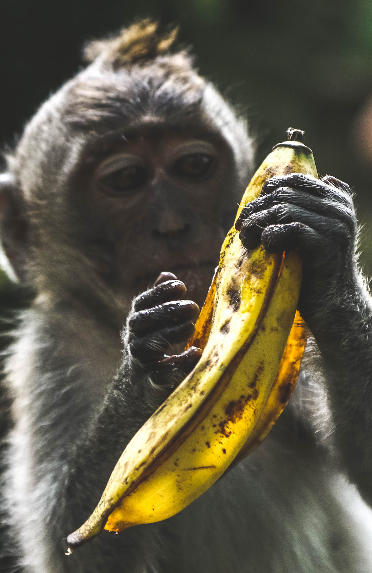 sumatra-indonesia-monkey-banana-closeup-sidebar