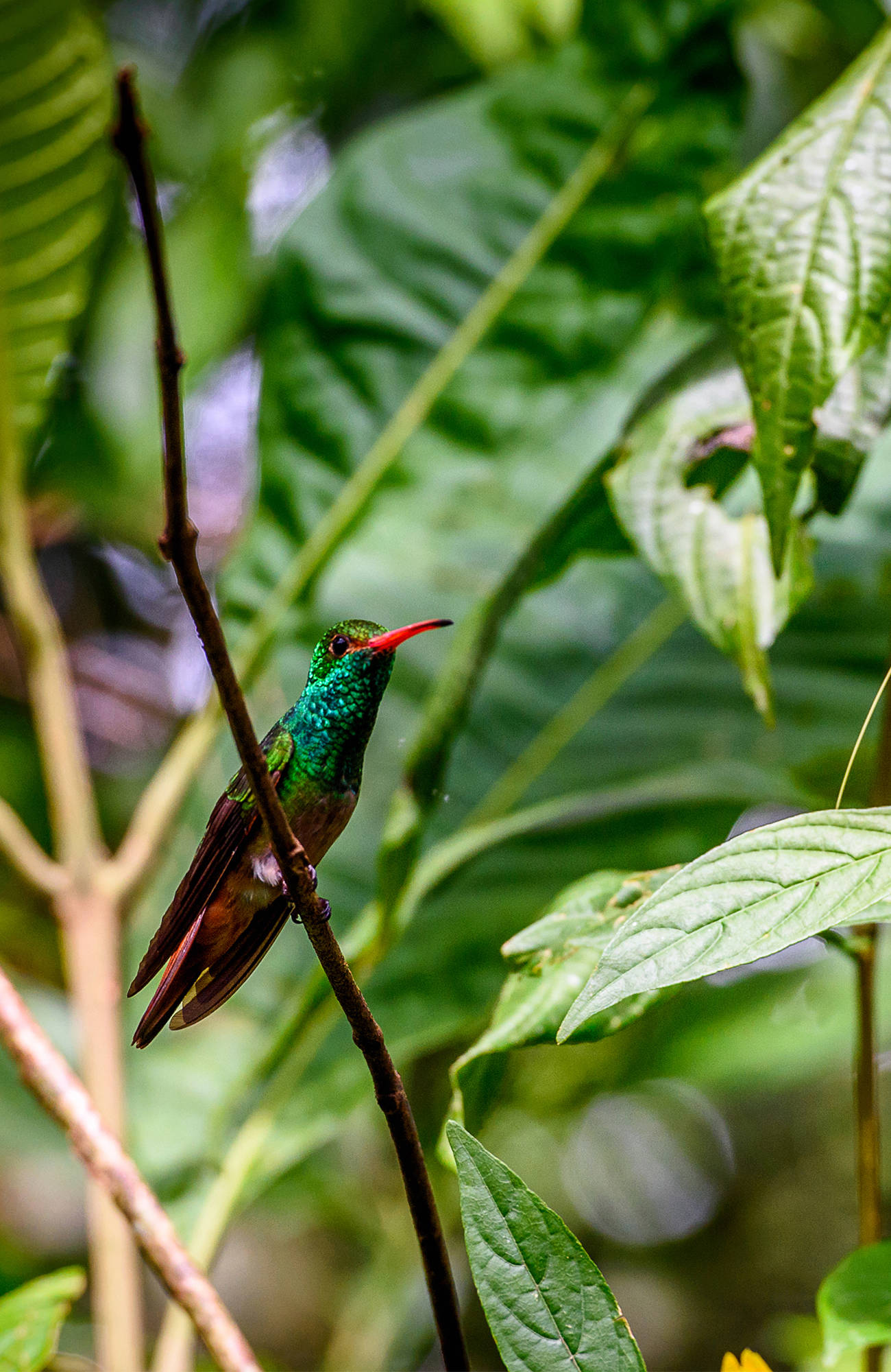 hummingbird in de jungle van ecuador