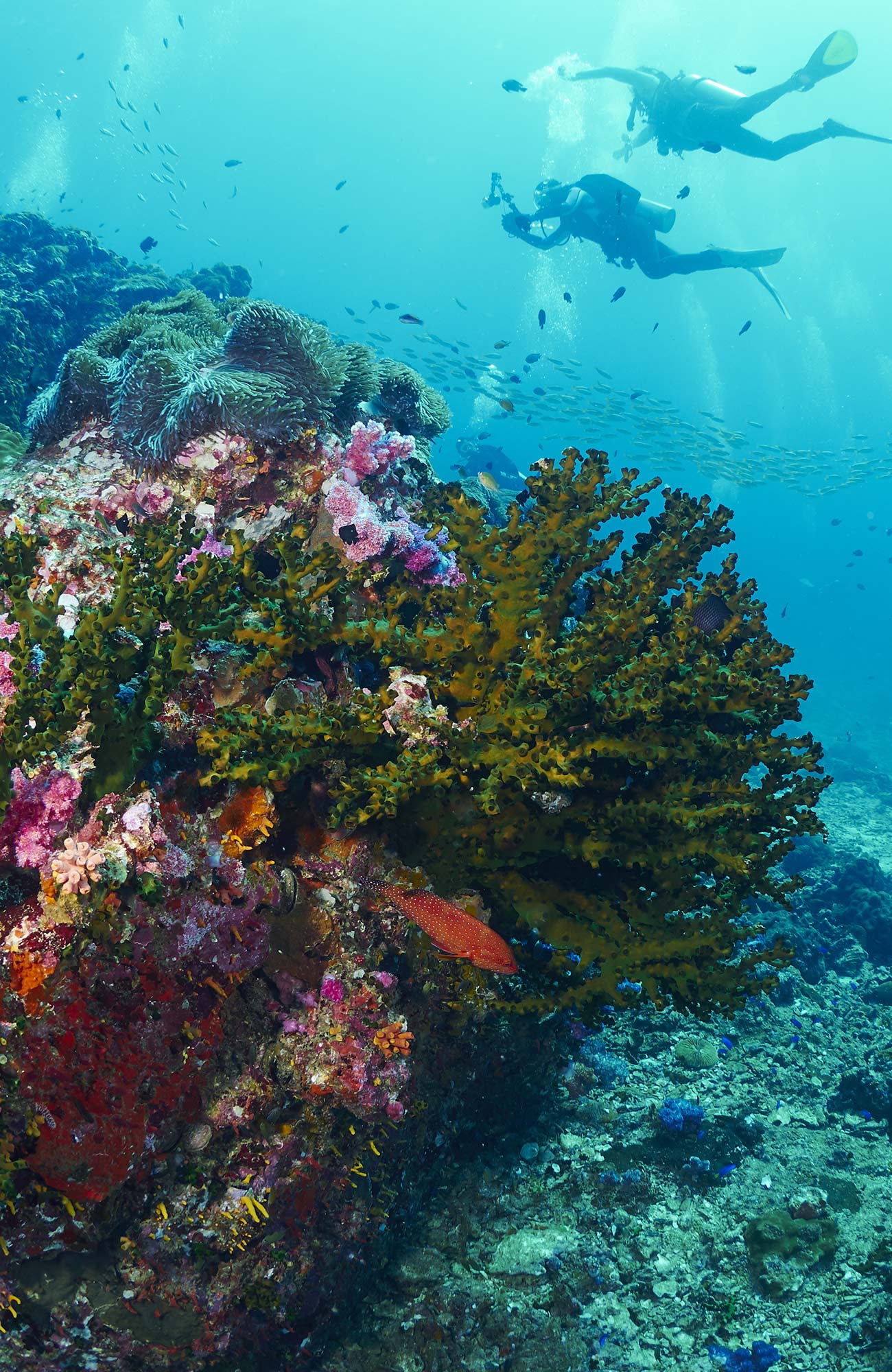 Ga duiken in Thailand | KILROY