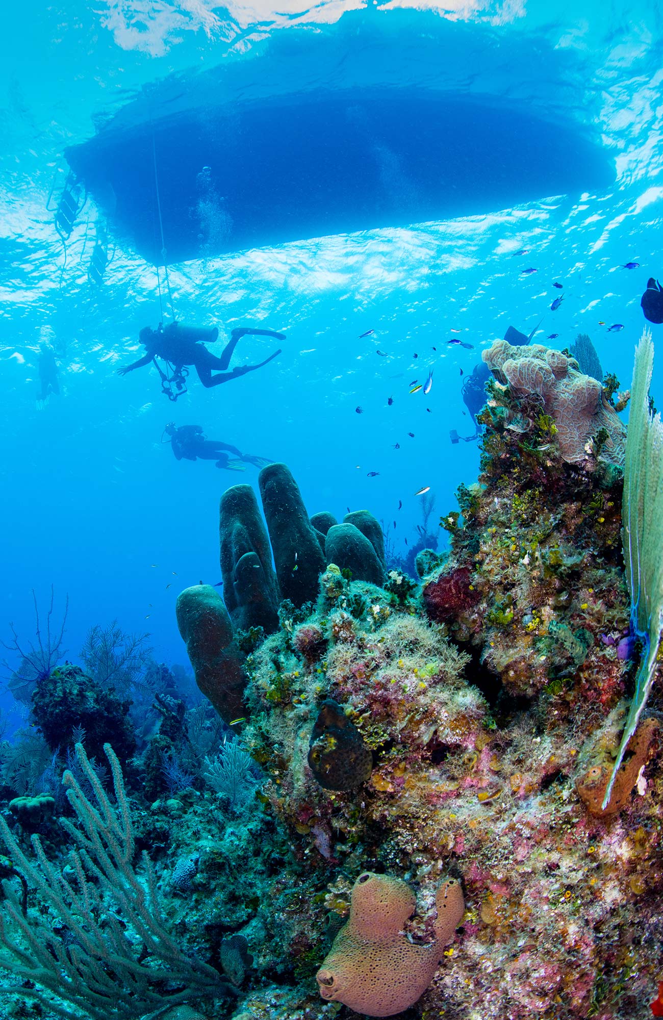 Duiken in de Filipijnen | KILROY