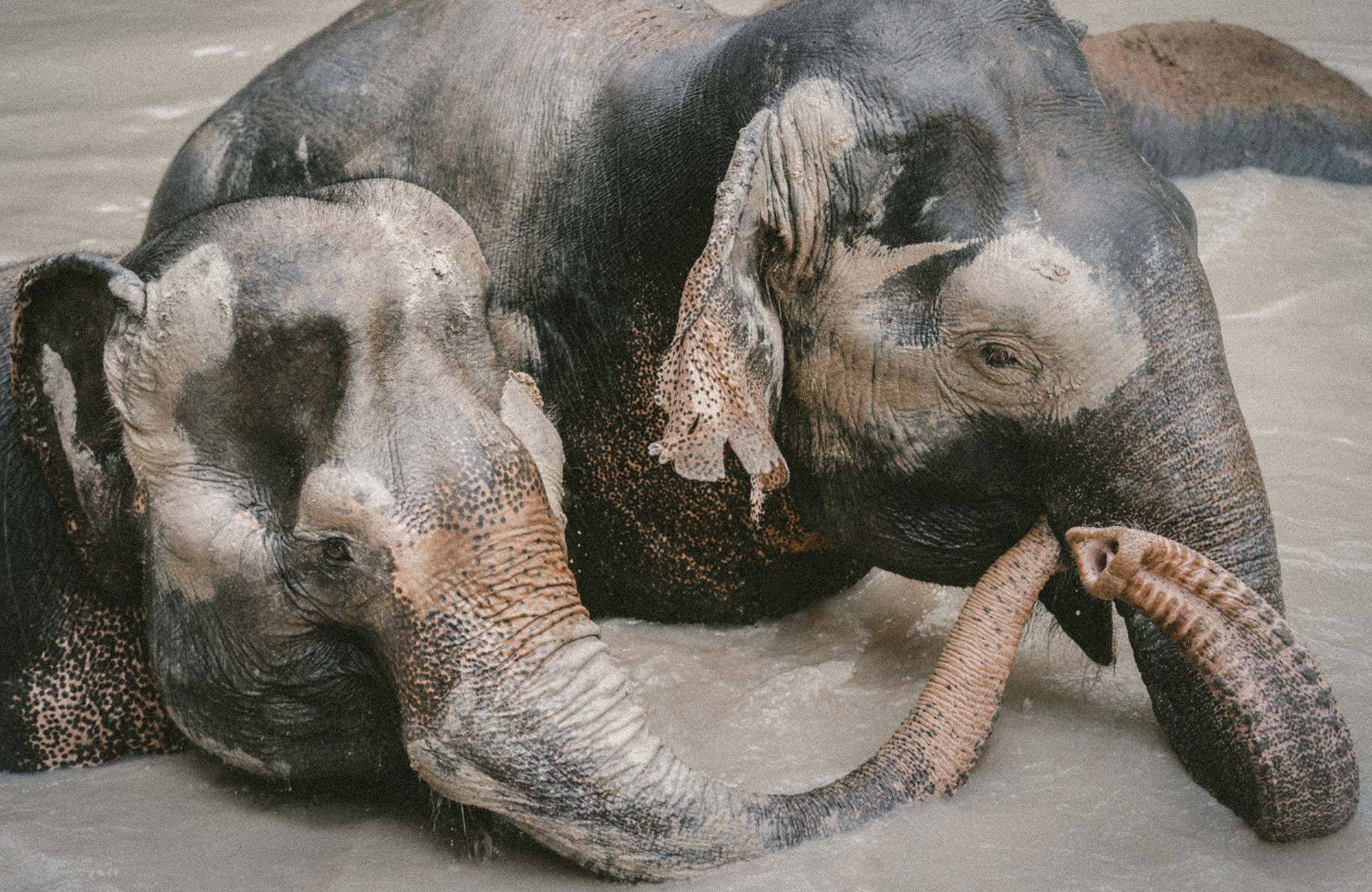 Vrijwilligerswerk met olifanten in Thailand | KILROY