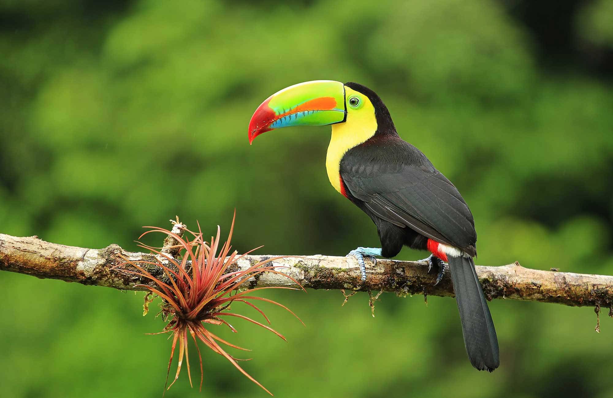 Toekcan in Costa Rica | Beste reistijd januari | Beste bestemmingen januari | Reiskalender | KILROY