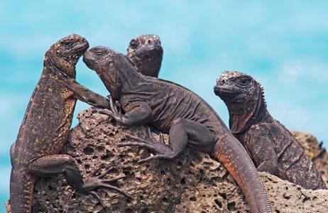 Leguanen zonnen op een rots bij de Galapagoseilanden | Beste reistijd december | Beste bestemmingen december | Reiskalender | KILROY