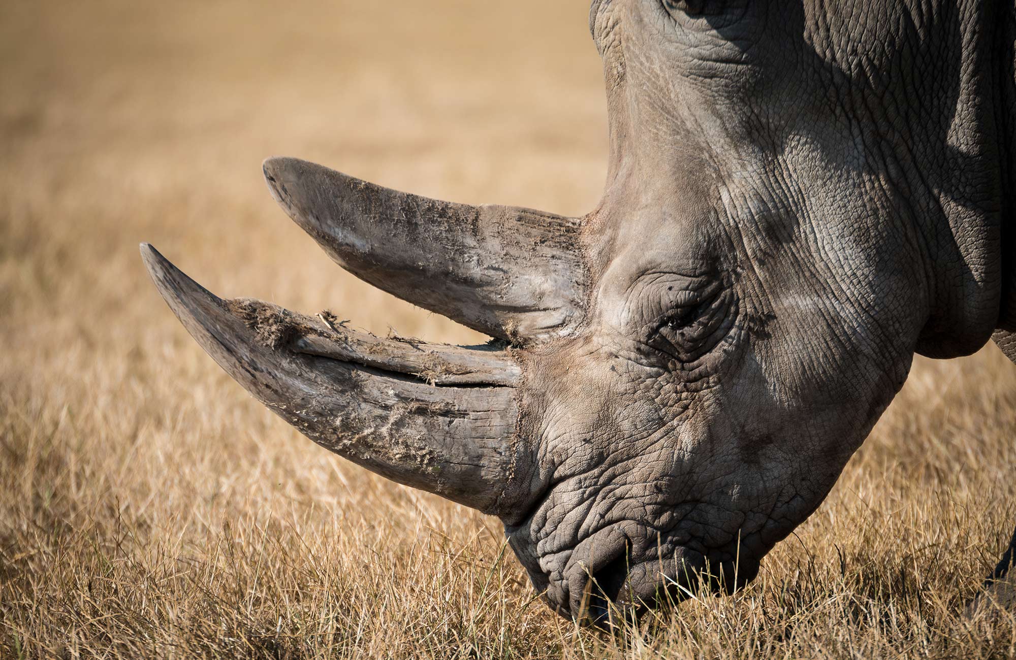 Close-up van een neushoorn | Ga op safari in Tanzania | KILROY