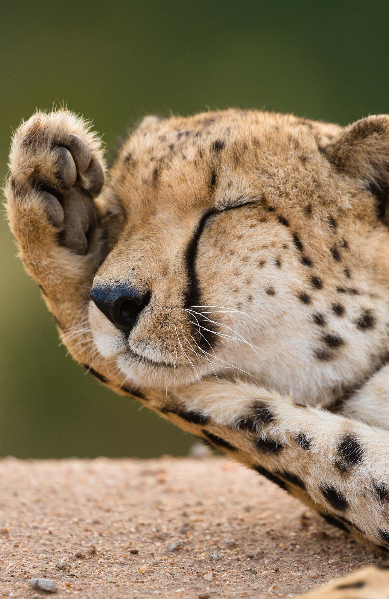 Close-up van een cheetah | Ga op safari in Tanzania | KILROY