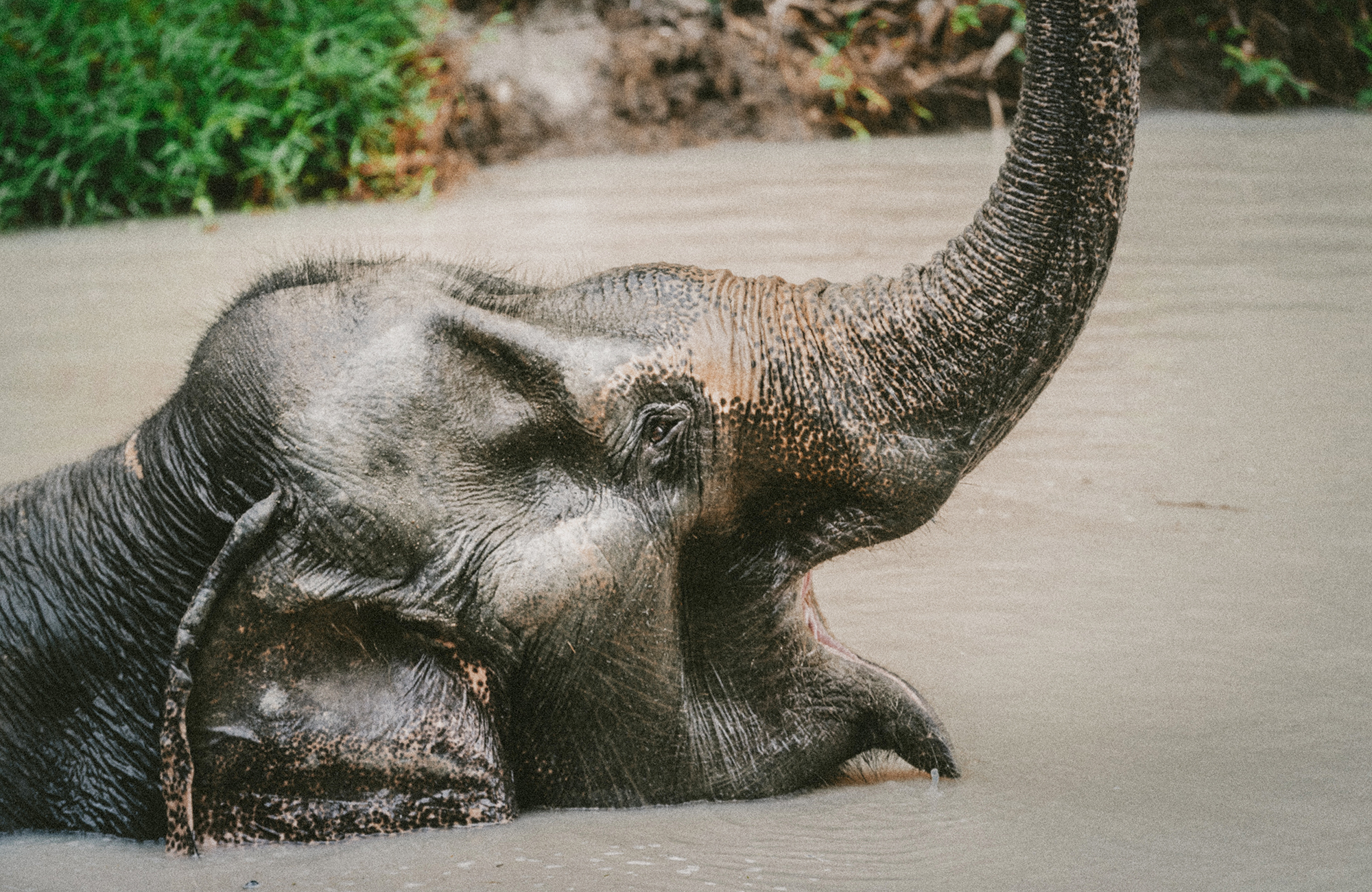 vrijwilligerswerk in thailand met olifanten