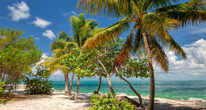 Palm trees on the beach in Key West