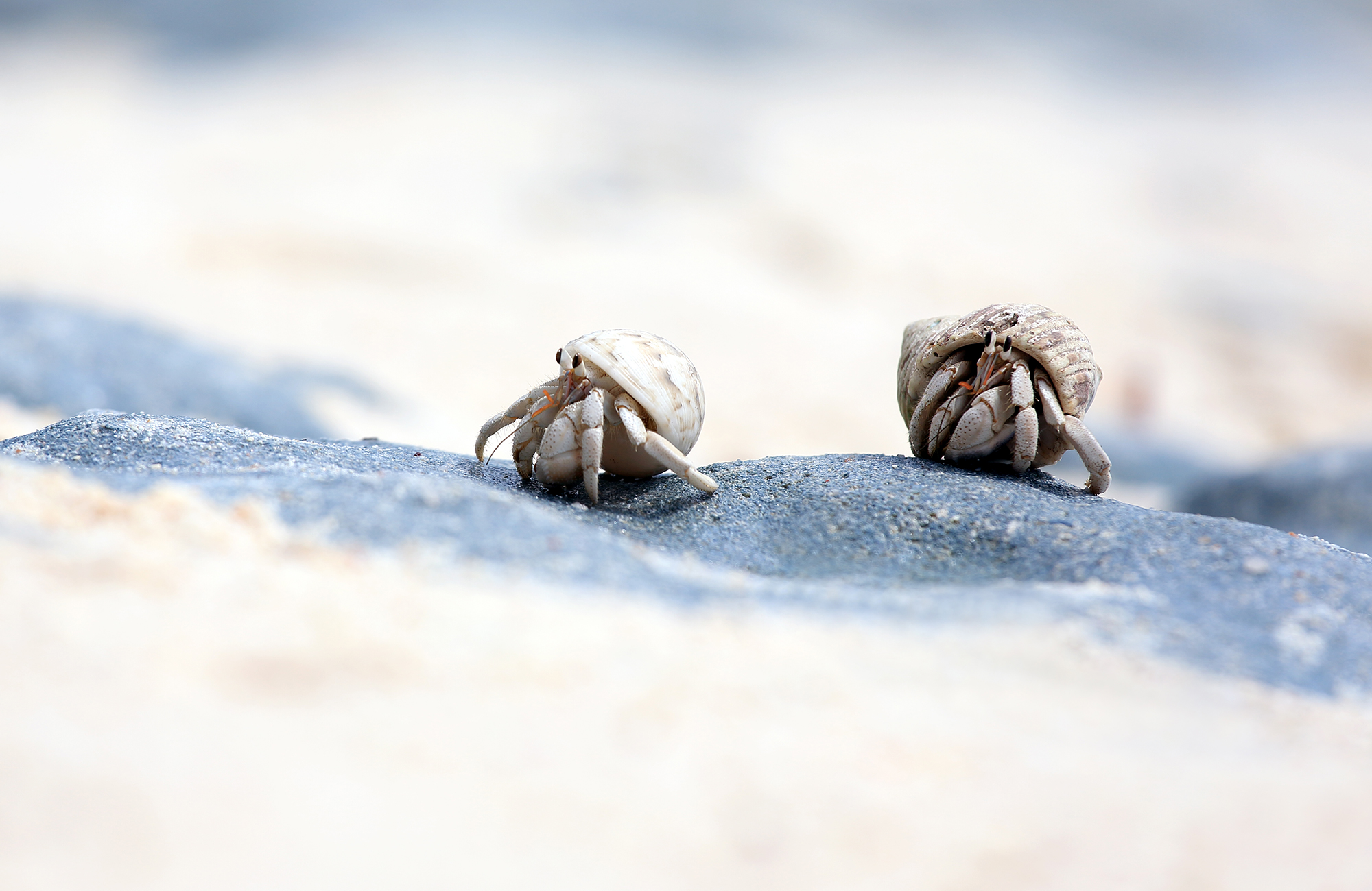 Twee hermietkreeften in het zand | Reizen naar Fiji | KILROY