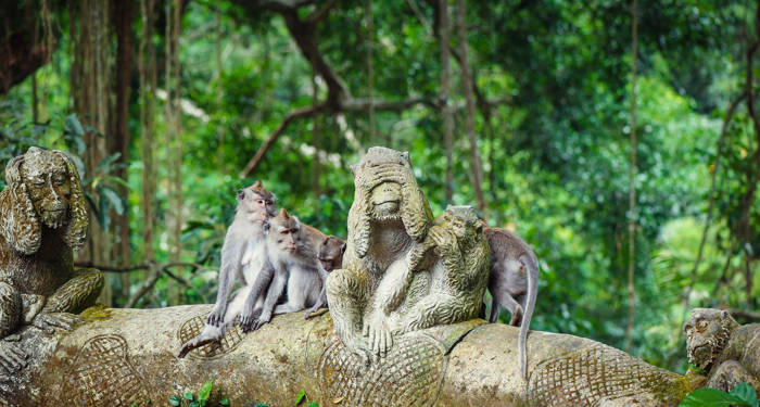 Ontmoet de apen op Bali | De Ultieme Bali Rondreis | KILROY