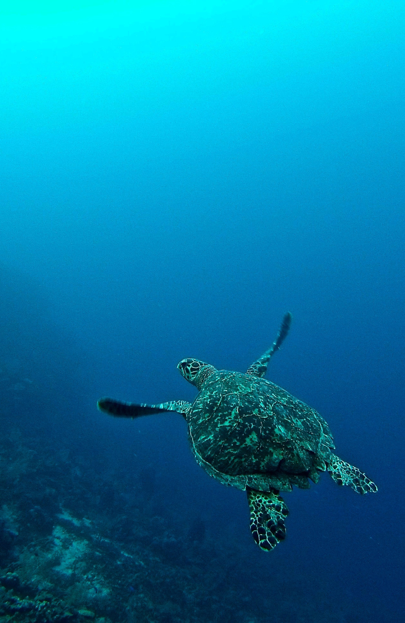 Schildpad op Fiji | Vrijwilligerswerk in Oceanië | KILROY