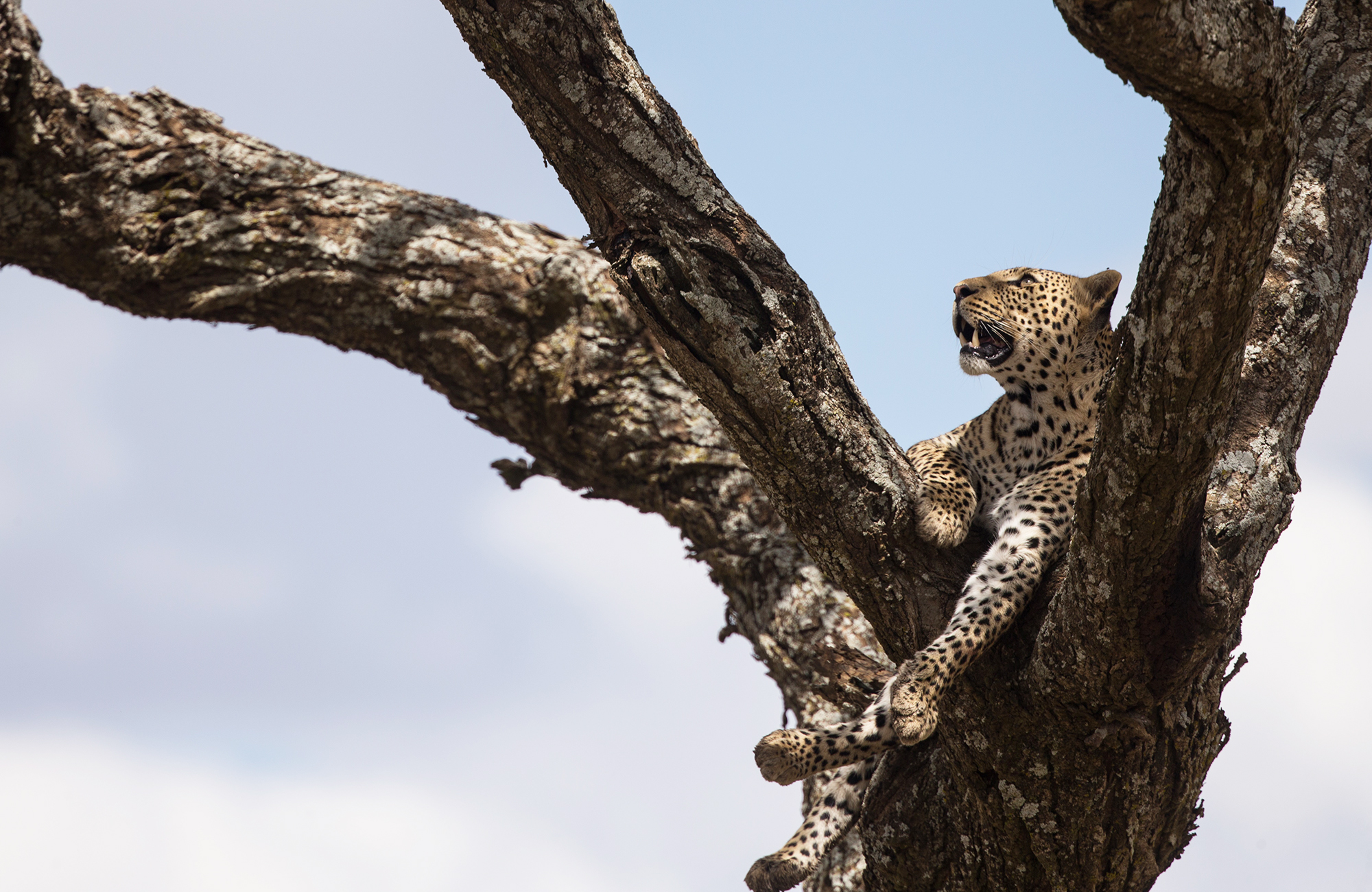 Luipaard in boom in Tanzania | Reizen met KILROY