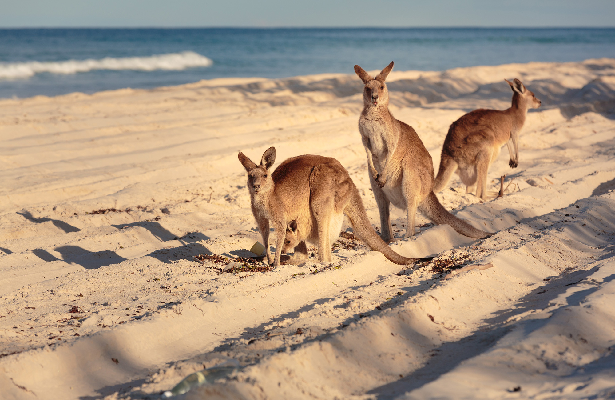 tre kängurur på en strand i australien