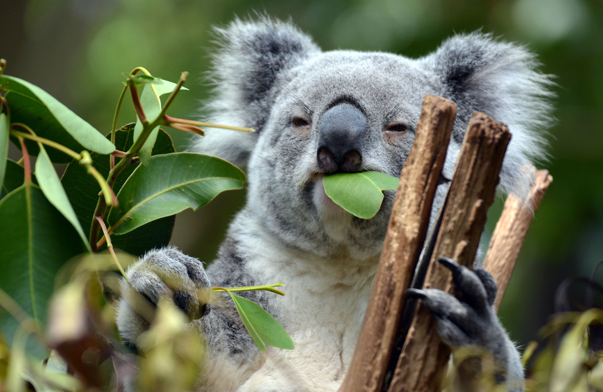 brisbane-australia-koala-lone-pine-koala-sanctuary