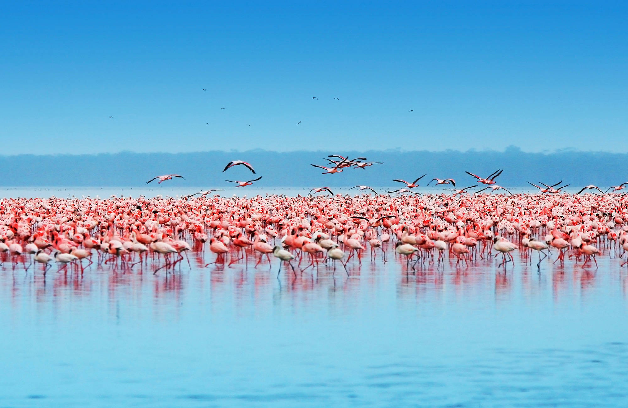 Flamingo's in het meer Nakuru in Kenia | Beste reistijd augustus | Beste bestemmingen augustus | Reiskalender | KILROY