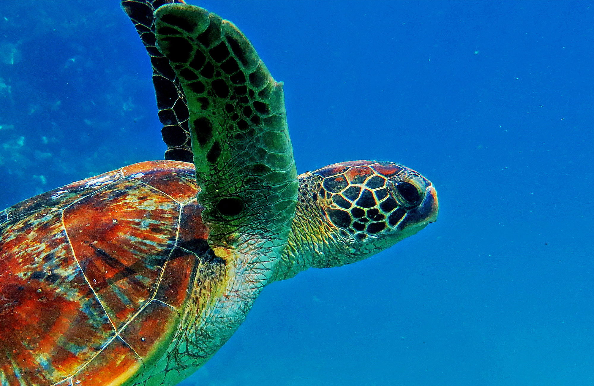 schildpad bij great barrier reef