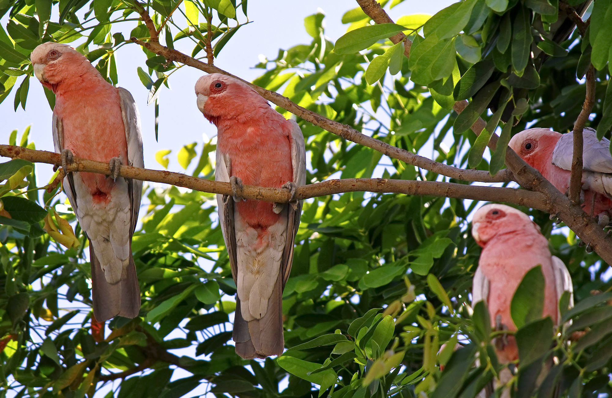 Vogels in Kakadu National Park, Australië | Reizen met KILROY