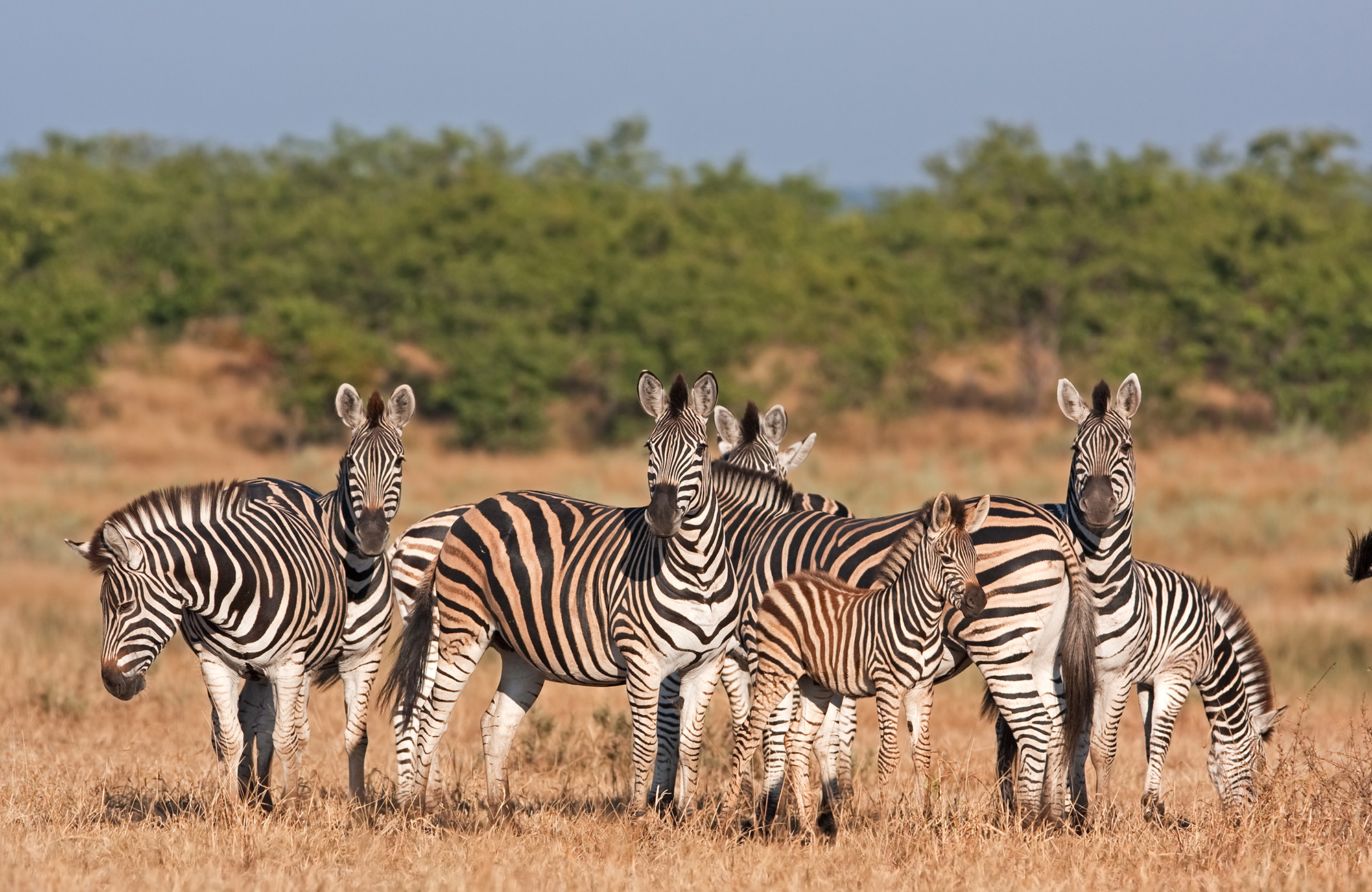 Kruger Park | Backpacken Zuid-Afrika | KILROY