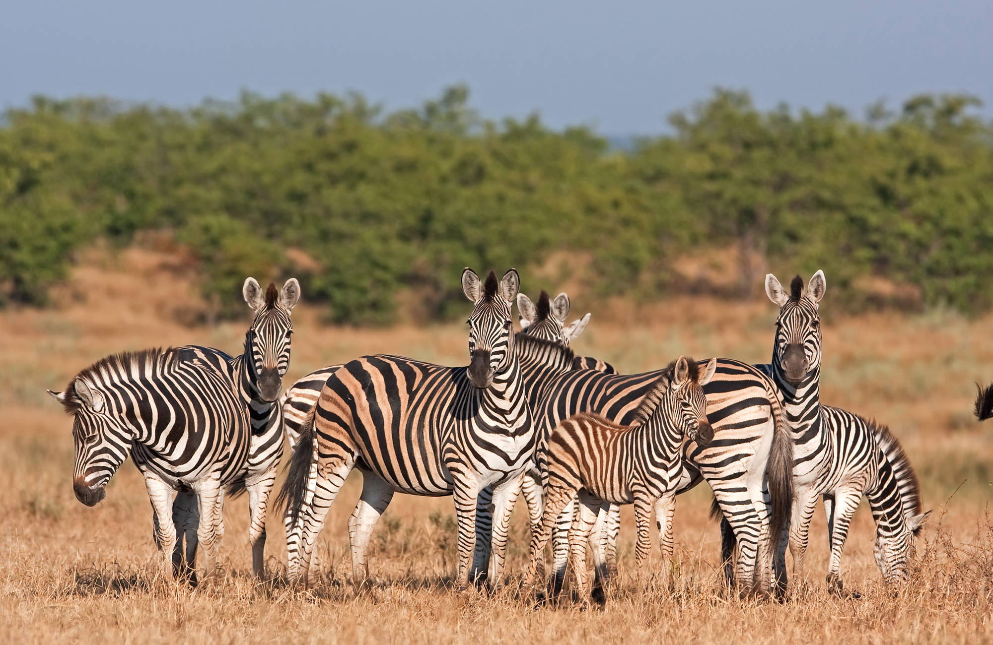 kruger-national-park-zebras-cover