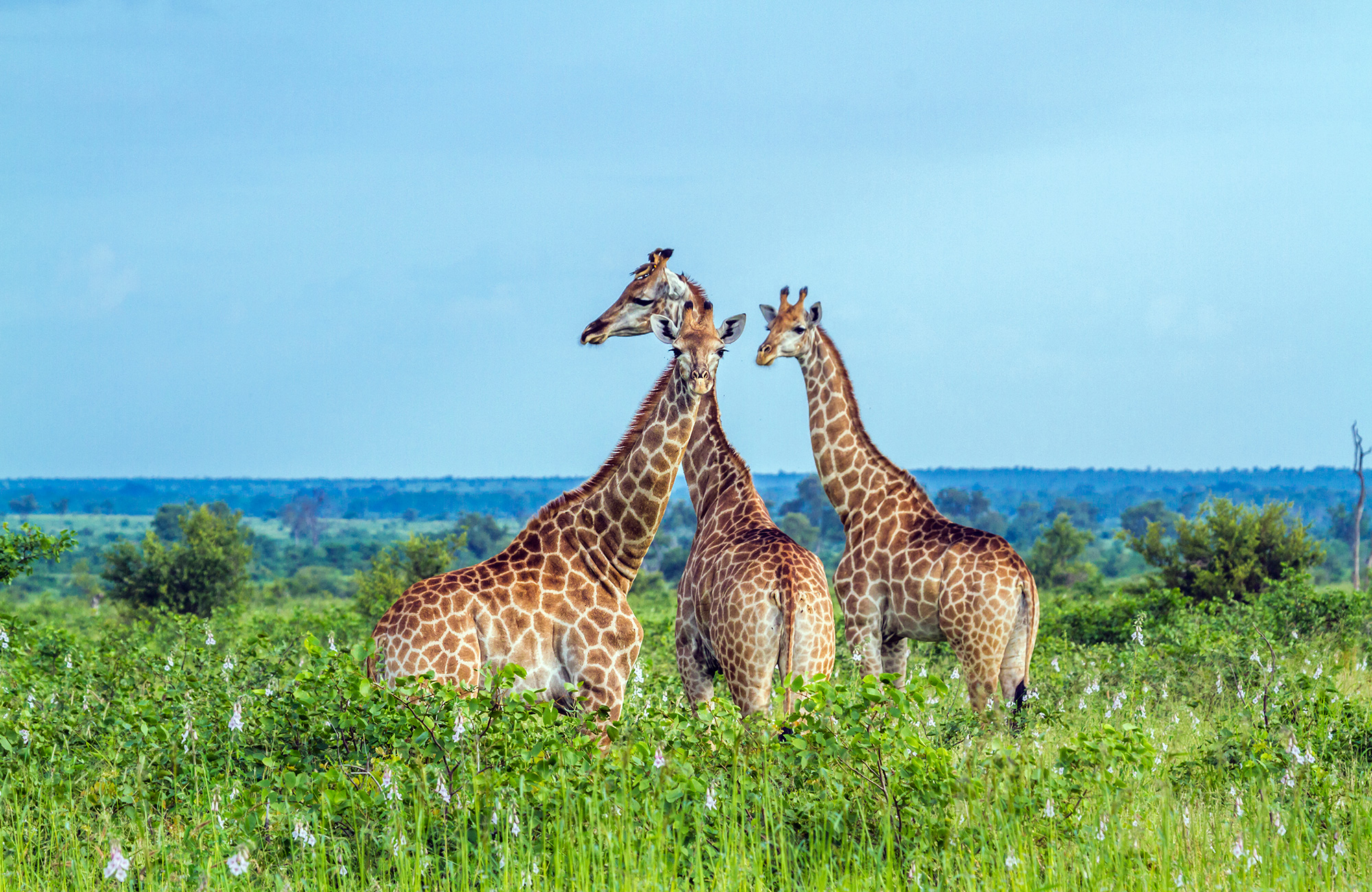 kruger-national-park-giraffes-amid-greenery-cover