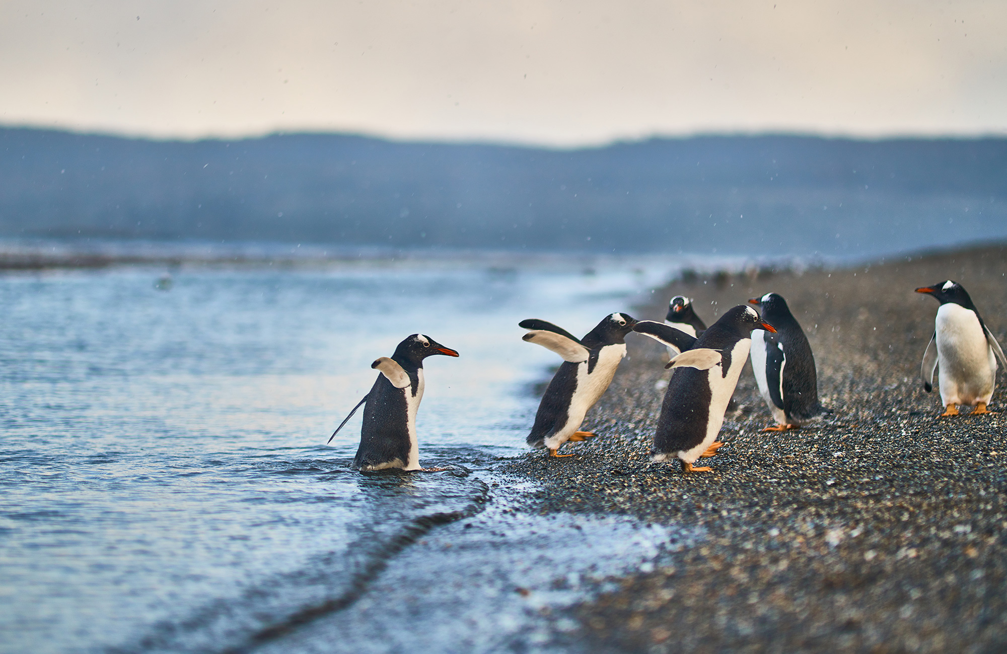 Pinguïns in Ushuaia | Backpacken Argentinië | KILROY