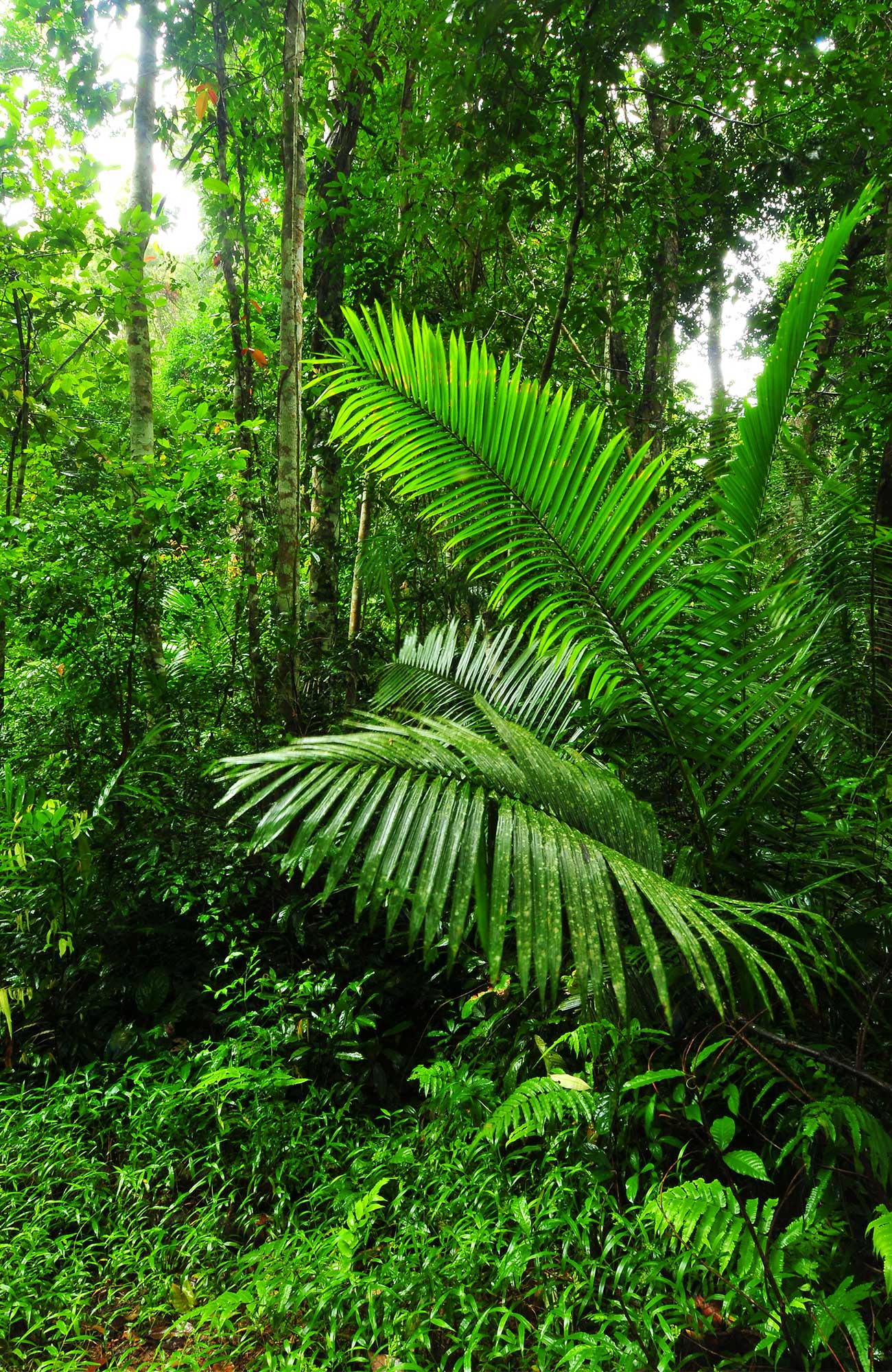 Reizen naar Chiang Mai