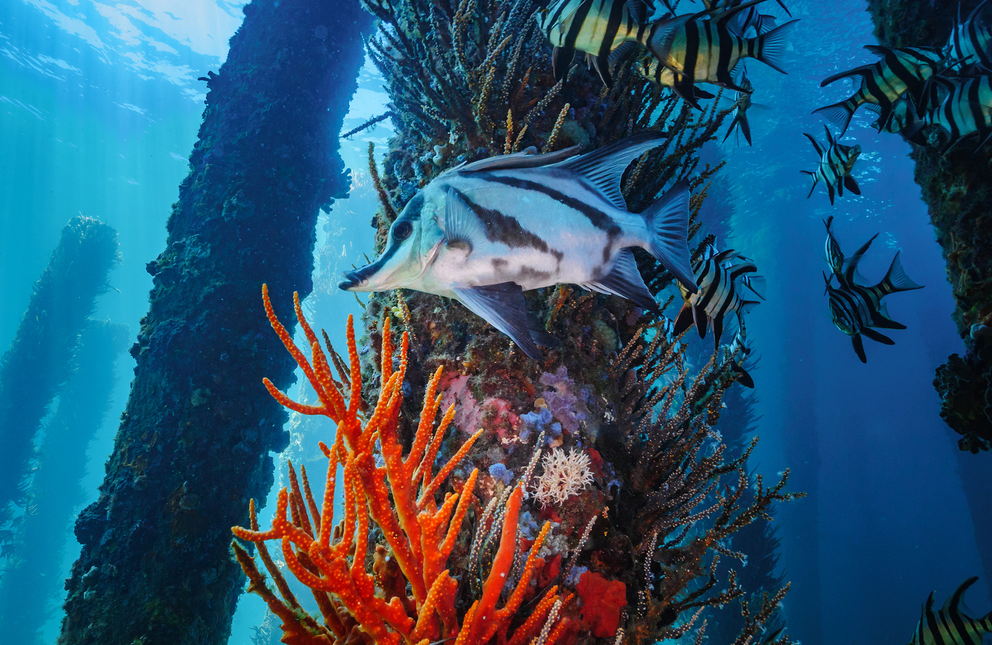 Duiken in Cairns | KILROY