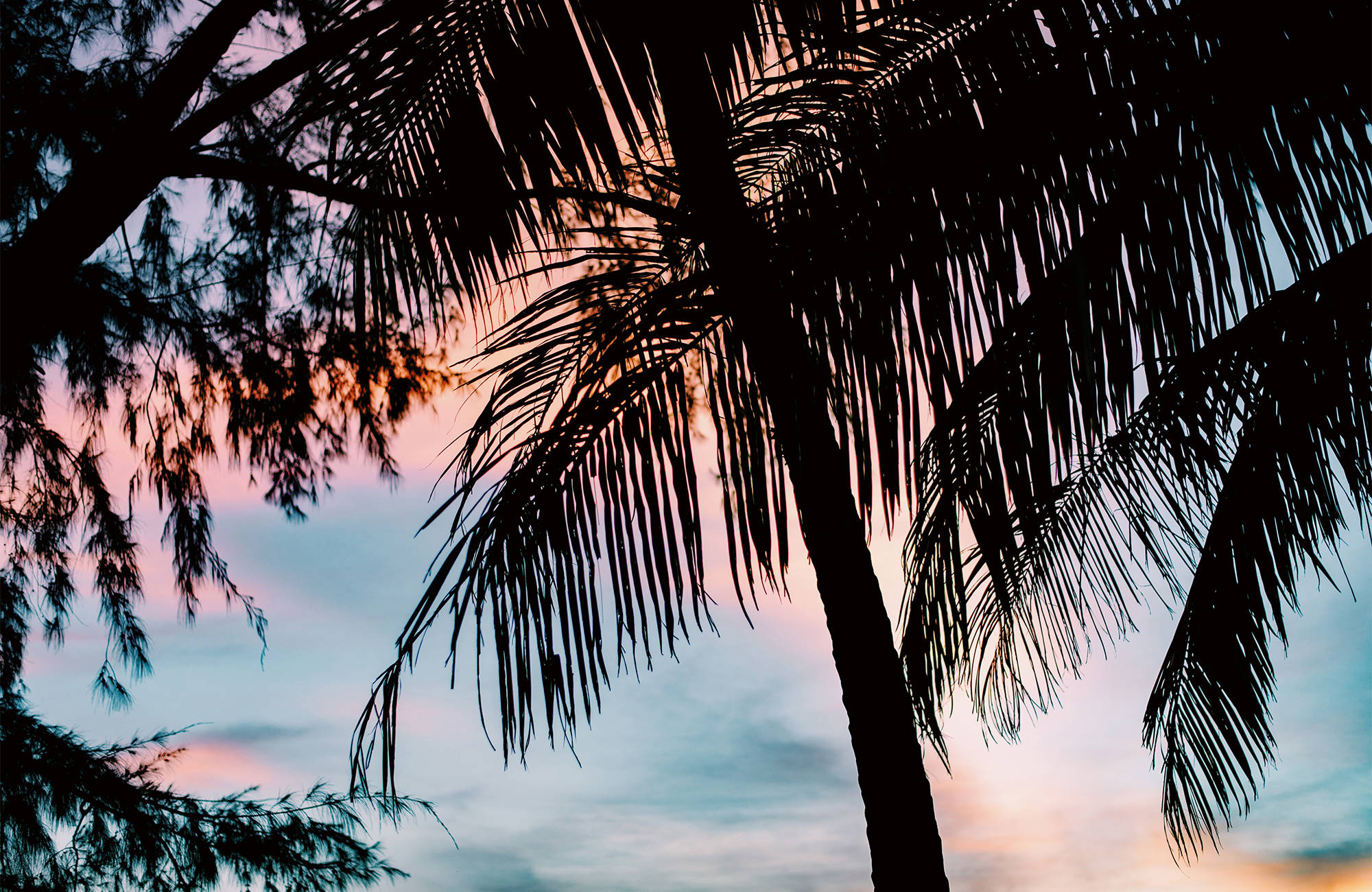 Palmbomen en zonsondergang in Thailand | Beste reistijd augustus | Beste bestemmingen augustus | Reiskalender | KILROY