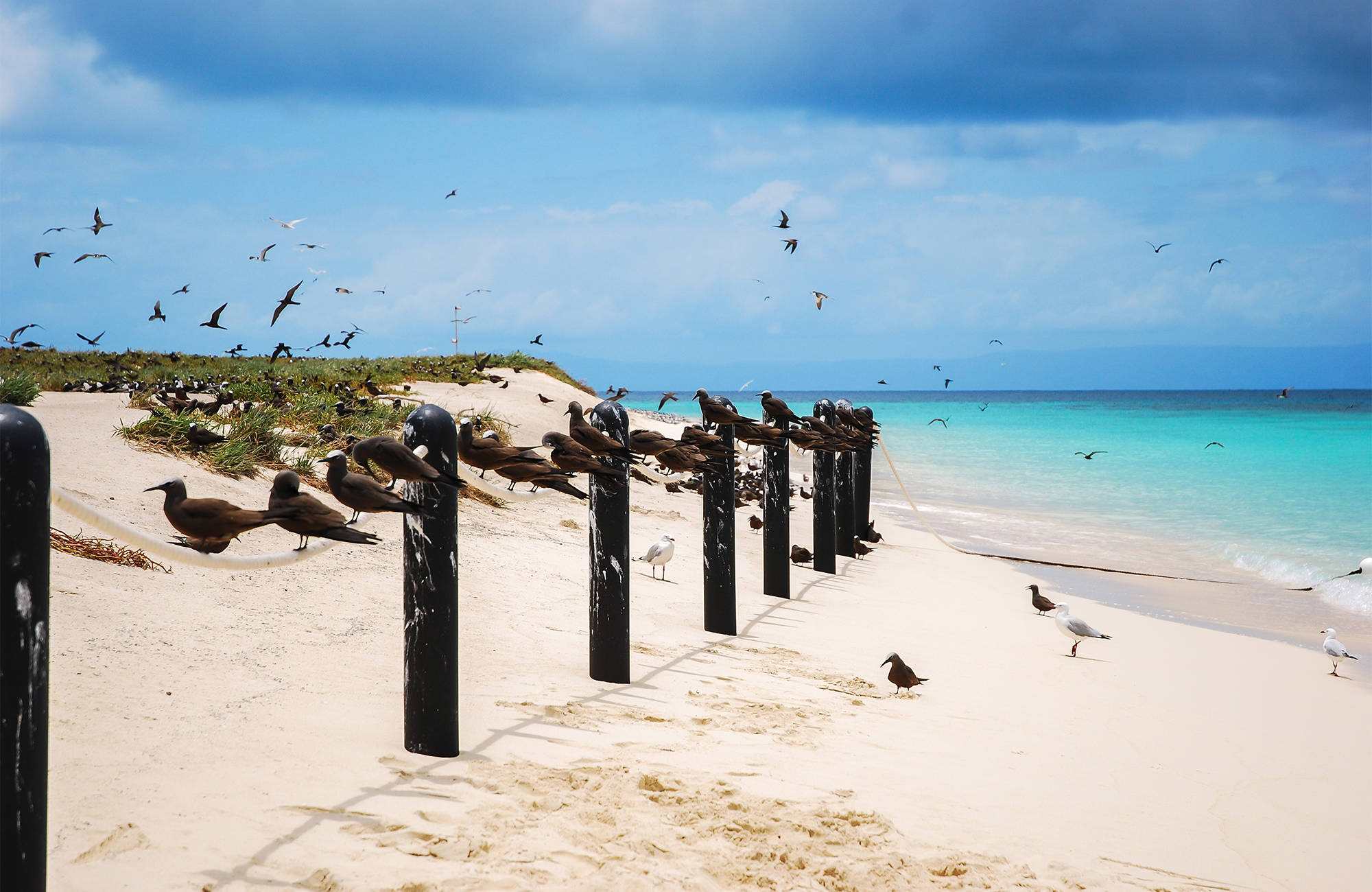 Kustlijn van Cairns met vogels op het strand | KILROY