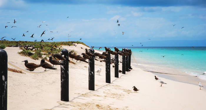 Vogels op het strand van Cairns | Geniet van het strandleven met KILROY